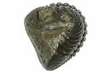 Wide, Curled Pedinopariops Trilobite - Excellent Eye Facets #372393-2